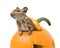 Halloween pumpkin mouse