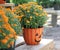 Halloween Pumpkin Mums