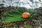 Halloween pumpkin on a palm leaf on the wet stones of the sea coast. the symbol of the harvest