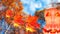 Halloween pumpkin and red maple leaves on background of orange autumn birch trees against cloudy blue sky