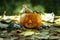 Halloween pumpkin and spiders on autumn leaves