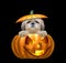 Halloween pumpkin witch cute dog - isolated on black