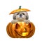 Halloween pumpkin witch cute dog - isolated on white