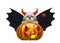 Halloween pumpkin witch cute shitzu dog in bat costume - isolated on white