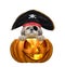 Halloween pumpkin witch cute shitzu dog in pirate costume - isolated on white