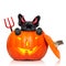 Halloween pumpkin witch dog