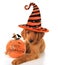 halloween puppy pictures