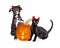 Halloween Puppy and Kitten With Jack-O-Lantern