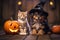 Halloween Puppy and Kitten Together With Pumpkins