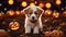 Halloween puppy with a miniature broomstick, surrounded by a circle of carved jack-o-lantern