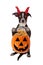 Halloween Puppy Trick-or-Treat