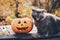 Halloween scared cat and a pumpkin