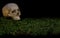 Halloween scary human skull on green dark forest moss.
