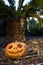 Halloween scary pumpkin with a smile in palm forest at sunrise