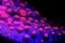 Halloween Screamer Chalice coral in macro shot  Echinophyllia sp.