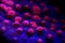 Halloween Screamer Chalice coral in macro shot  Echinophyllia sp.