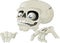 Halloween Skeleton with Placard