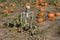 Halloween skeleton reclining in autumn pumpkin patch