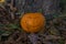 Halloween smiling pumpkin on the grass at autumn\'s park