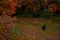 Halloween spooky black silhouette witch person walking back to camera in October forest colorful vibrant orange foliage natural