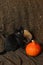 Halloween still life. Black cat with halloween pumpkin, skull,