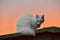 Halloween Sunset Kitty Cat: Cat on a Cold Tin Roof
