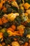 Halloween, Thanksgiving seasonal fall autumn holiday celebration background, a close up of a variety of unique unusual squash gour