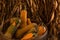 Halloween, Thanksgiving seasonal holiday celebration a variety of squash gourds on display in still life fall background with corn