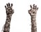 Halloween theme: terrible old mummy hands on a white background