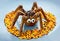 Halloween treat idea for kids - scary chocolate spider cake