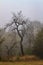 Halloween Tree in a field vertical photograph