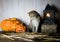 Halloween. Vintage interior in western style. British cat next to pumpkins and old lantern