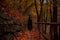 Halloween wallpaper background October fall season scenic view picture with witch person back to camera silhouette on idyllic