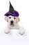 Halloween Witch Dog Sign