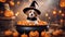 halloween witch with pumpkin A comical Halloween puppy wearing a witch hat, stuck in a large cauldron