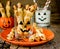 Halloween witch\'s fingers cookies. Homemade cookies in the form