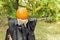 Halloween witch scarecrow with pumpkin head decoration for fall, copy space