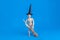 Halloween witch wooden jointed manikin doll standing holding a witches broom wearing a black pointed witch hat on solid blue