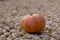 Halloween. Yellow edible pumpkin