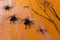 Hallowen decoration for party. Spider und web
