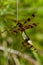 Hallowen Pennans dragonflies are mating