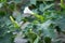 Hallucinogen plant Devil`s Trumpet Datura Stramonium, also called Jimsonweed