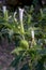 Hallucinogen plant Devil\\\'s Trumpet (Datura stramonium). White flower of Jimsonweed ,Thorn apple