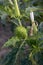 Hallucinogen plant Devil\\\'s Trumpet (Datura stramonium). White flower of Jimsonweed , Thorn apple.