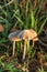 Hallucinogenic Liberty Cap Mushrooms or Psilocybe semilanceata in the green grass background close up.