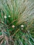 Hallucinogenic mushrooms in grass at the field