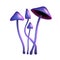 Hallucinogenic purple mushroom psilocybe on a thin leg on white