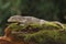 A Halmahera giant gecko is sunbathing.