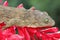 A Halmahera giant gecko is sunbathing.