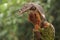 A Halmahera giant gecko is sunbathing.